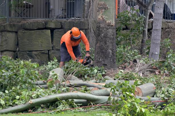How Our Tree Care Process Works  in  Satsuma, AL